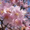 早咲きの桜 (2)