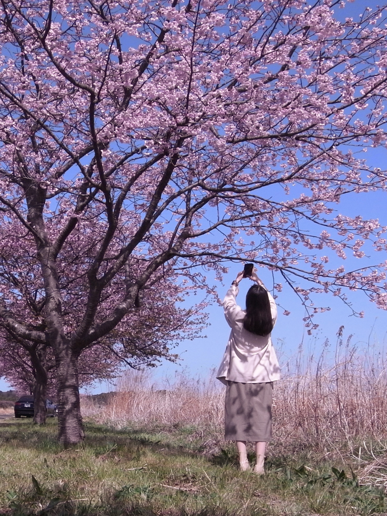 河津桜番外編 (3)
