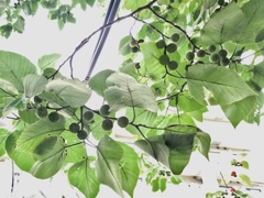 陸(おか)まりも？