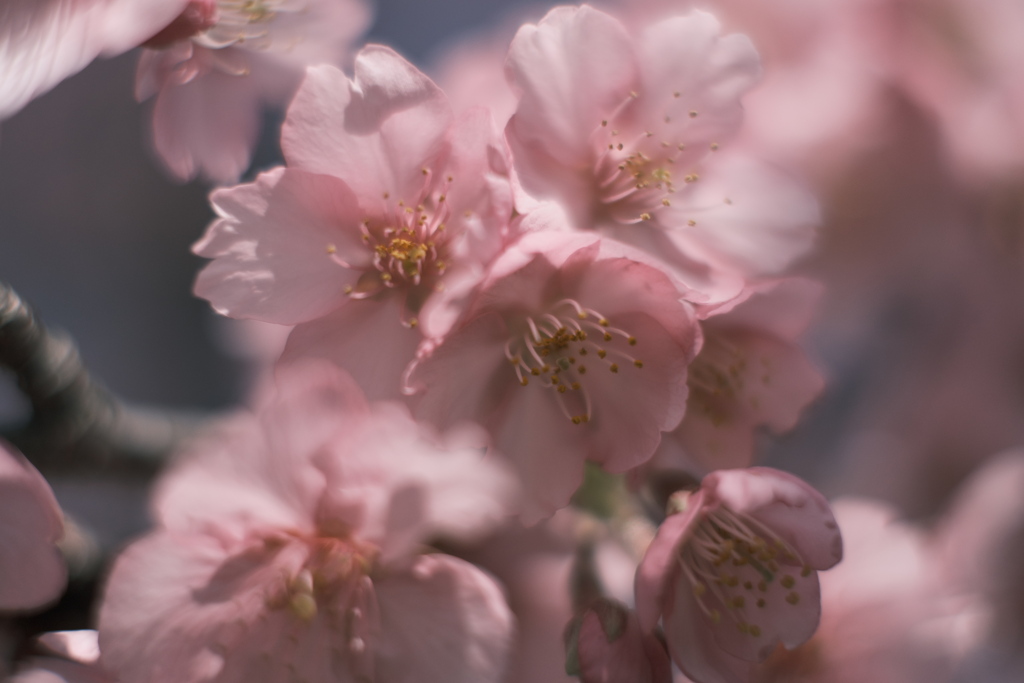 桜 IV