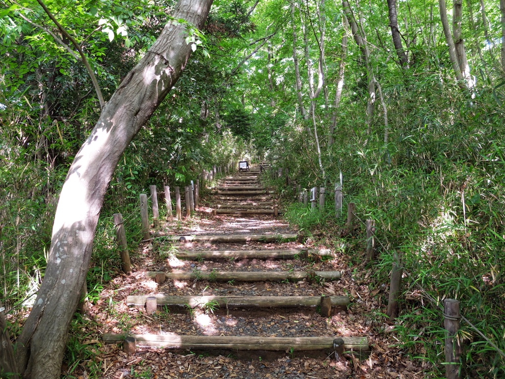 青葉の森公園の散策路