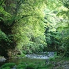 北浅川の新緑