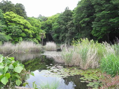 小雨の睡蓮池(5)