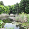 小雨の睡蓮池(5)
