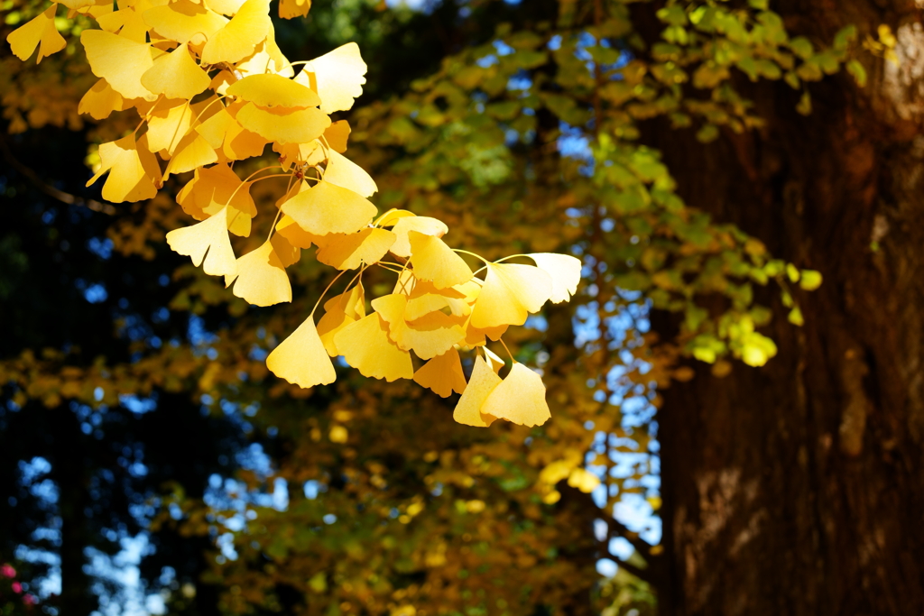 銀杏の光