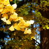 銀杏の光