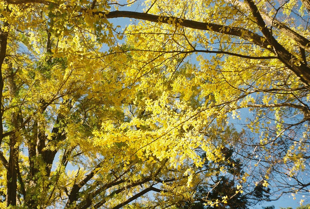 飯綱神社 (film5)
