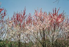 途中の紅白のハナモモ？