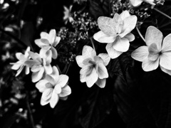 紫陽花