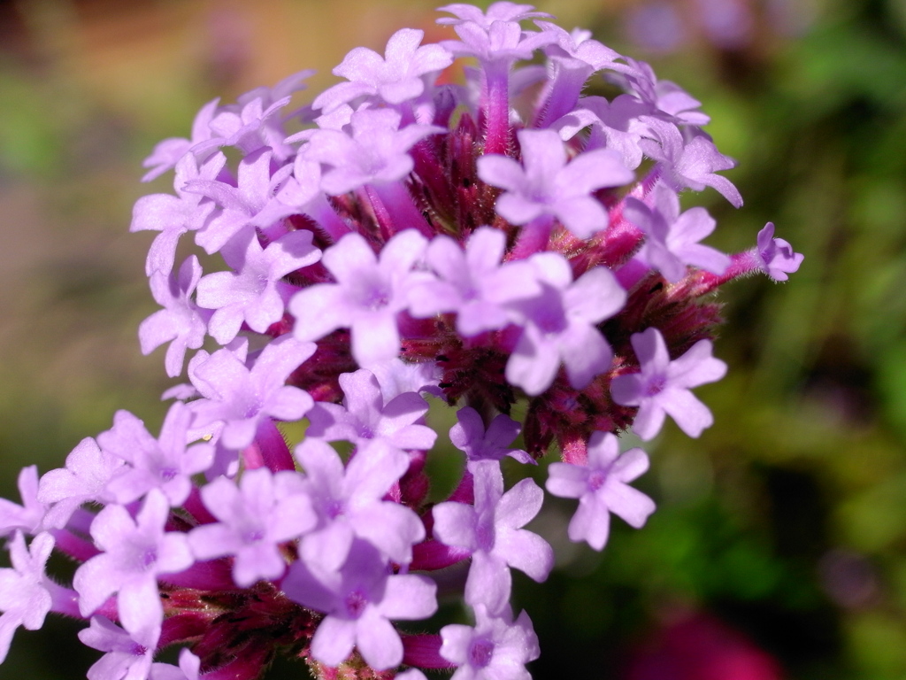 9月の花壇 (6)