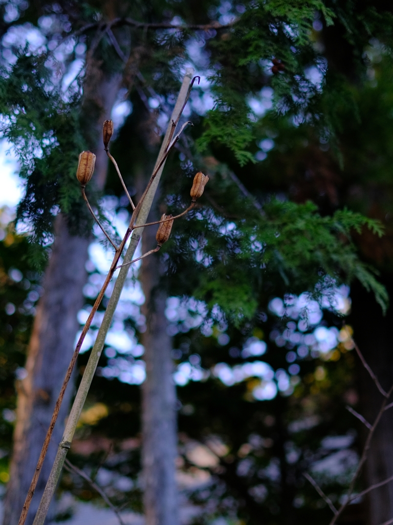 印西市岩戸の宗像神社(6)