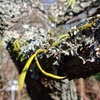 旧平野家の梅の木２