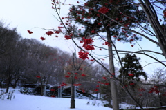藻岩山　ナナカマド（２）