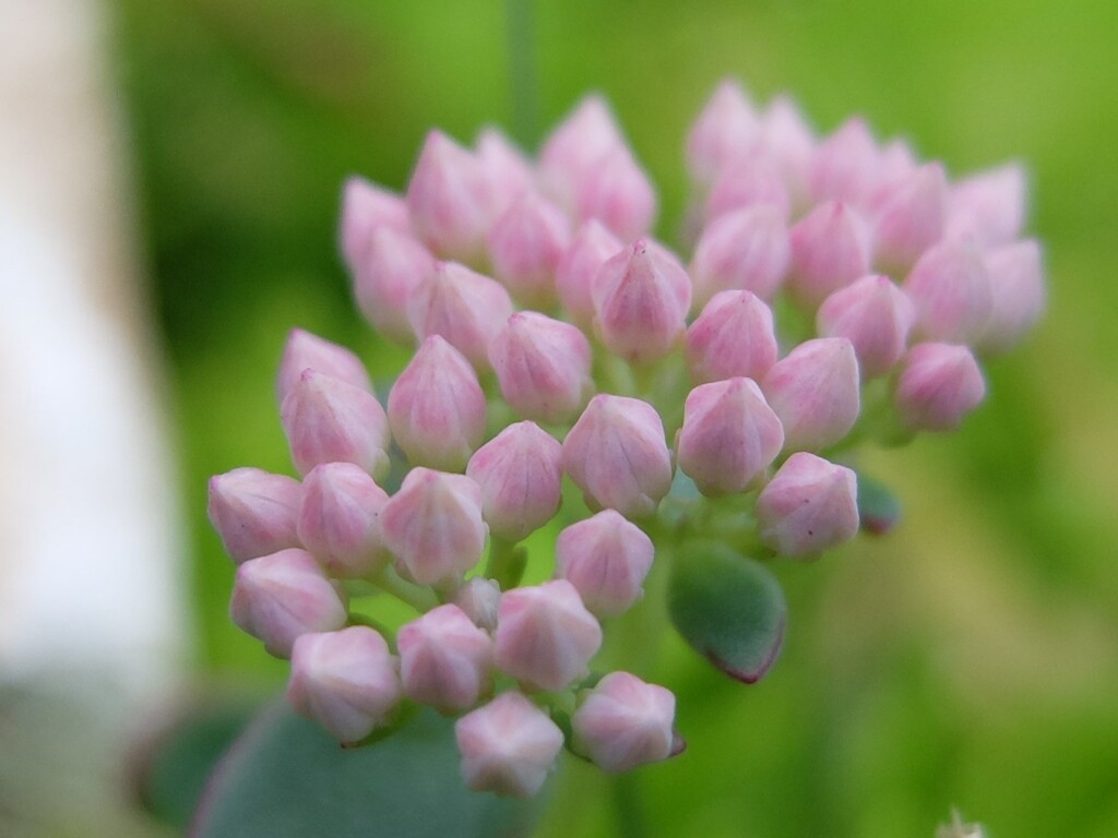 セダムの蕾(2)