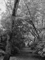 清水公園　秋の小路