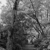 清水公園　秋の小路