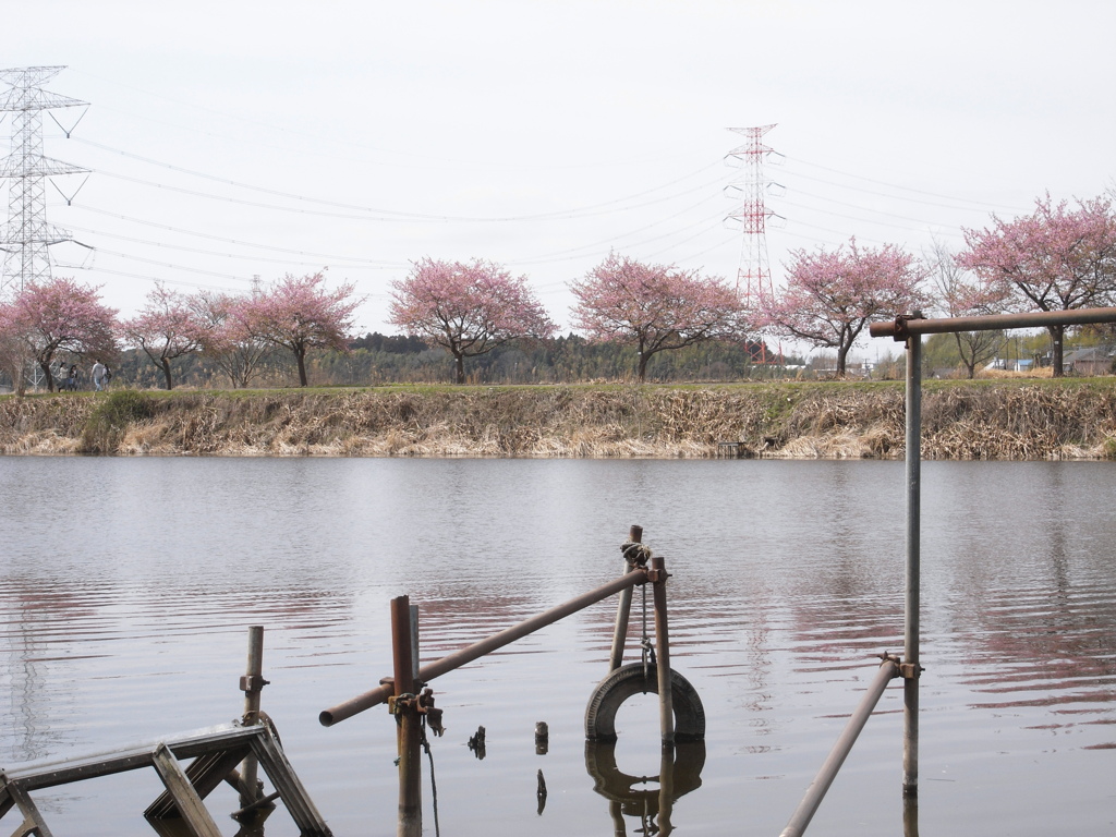 新川千本桜 平戸橋付近(7)