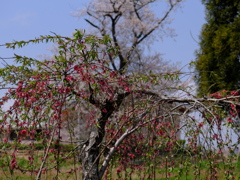 旧栗畑の桜（１）