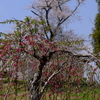 旧栗畑の桜（１）