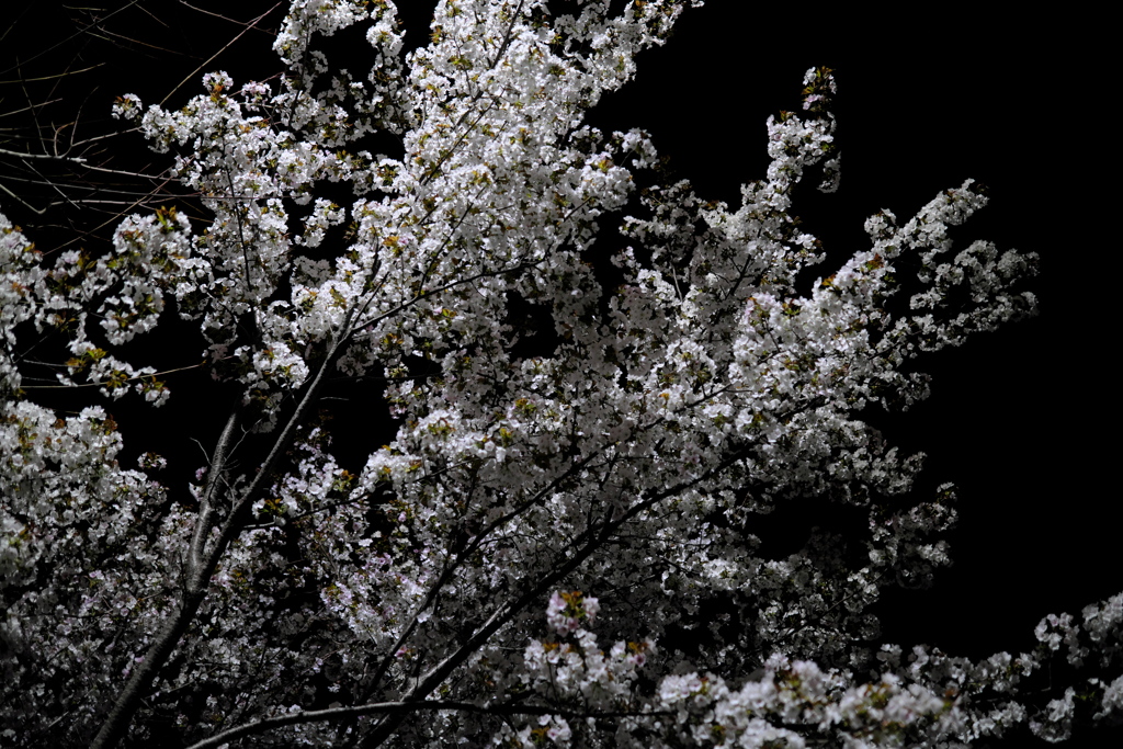 夜の桜（２）