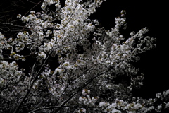 夜の桜（２）