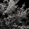 夜の桜（２）