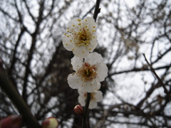 白梅 (1)