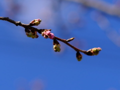 公園の河津桜（１）