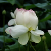 蓮（２）