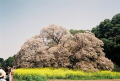 正面に向かいます