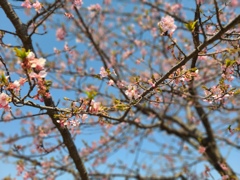 早咲きの桜(3)