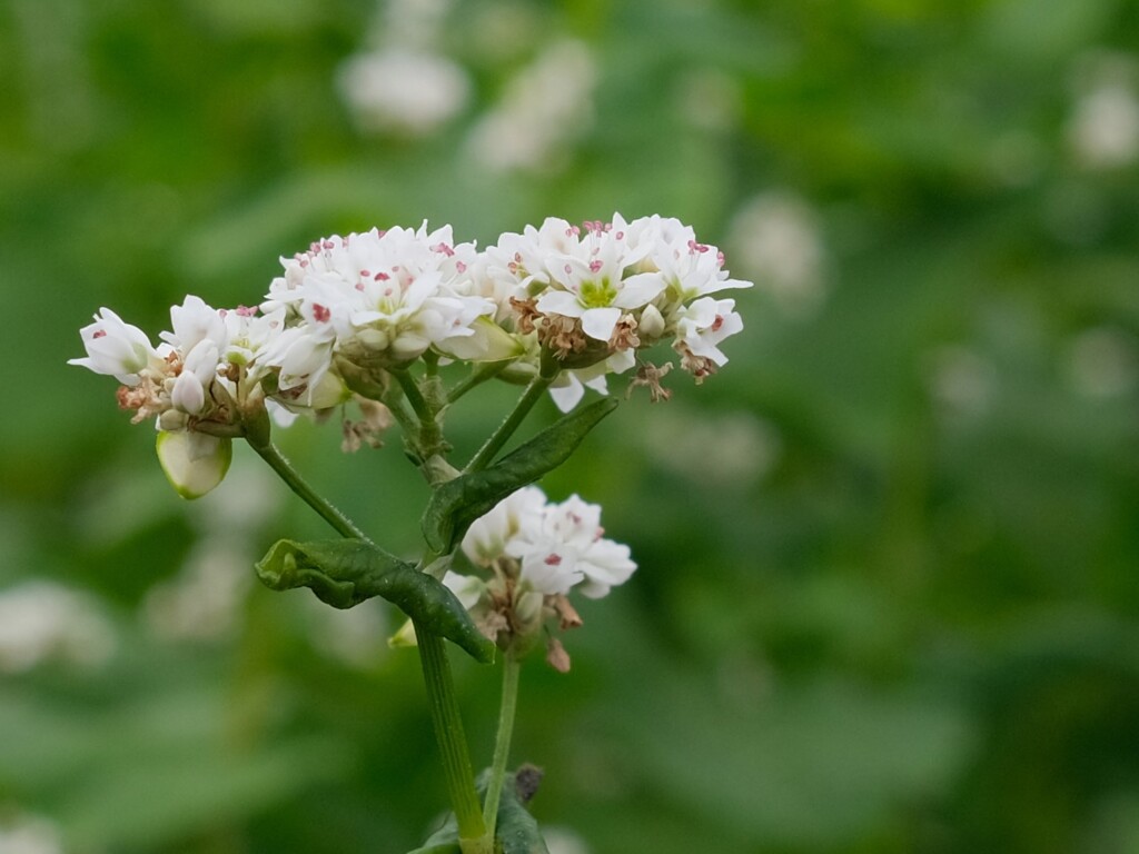 そばの花