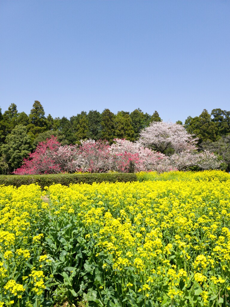 振り返って茶屋方面　春色