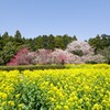 振り返って茶屋方面　春色