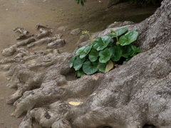 小村井香取神社(2)