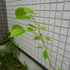 ヤマサクラの実生