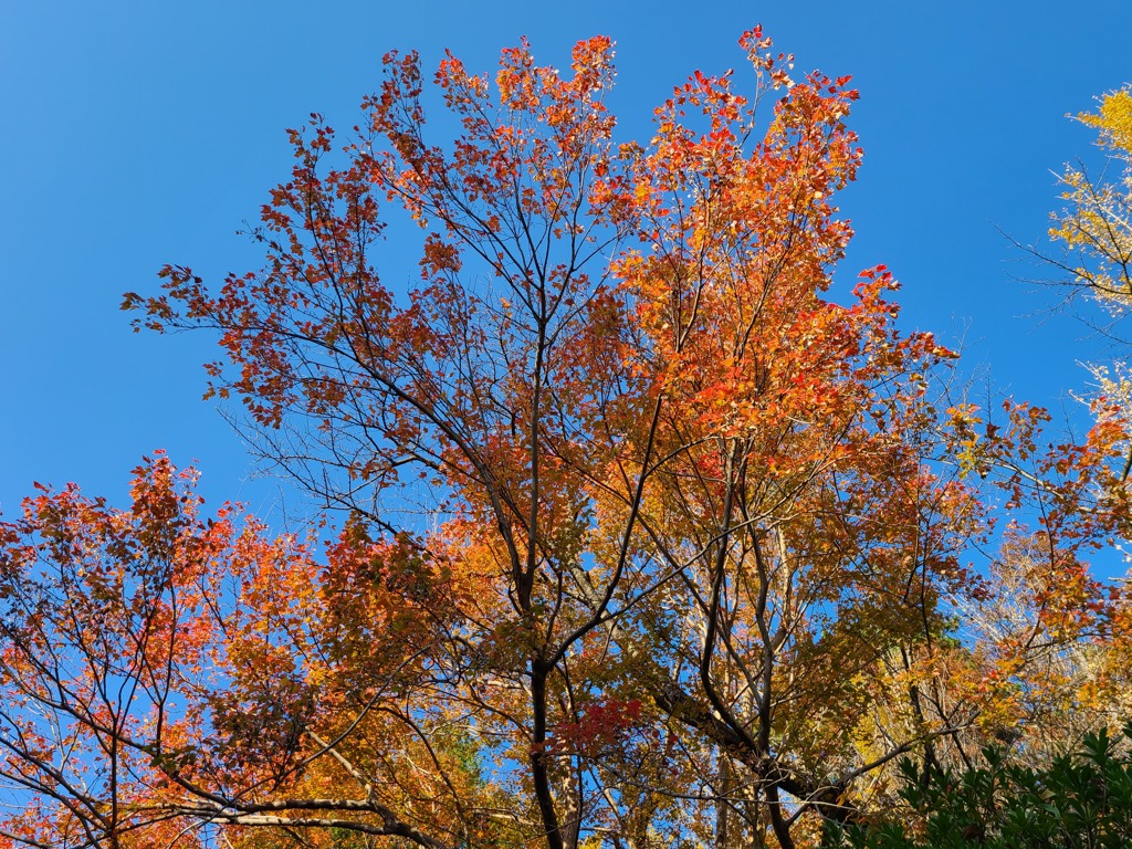 清水公園の紅葉
