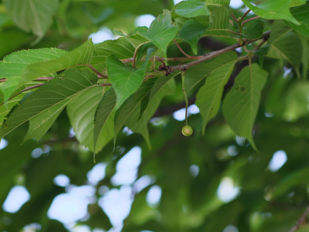 河津桜は（２）