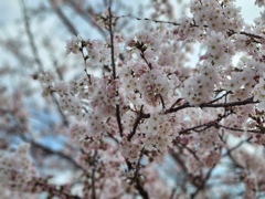 桜 (2)