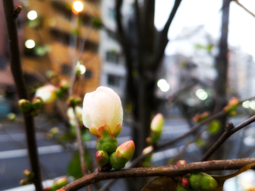 木瓜も
