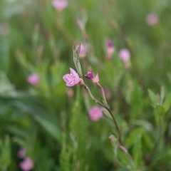 畔に咲く花