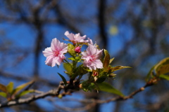 河津桜（１）