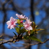河津桜（１）