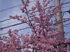 桜 VII