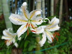 ヤマユリ