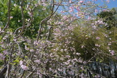 滝桜の子（１０）