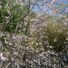 滝桜の子（１０）