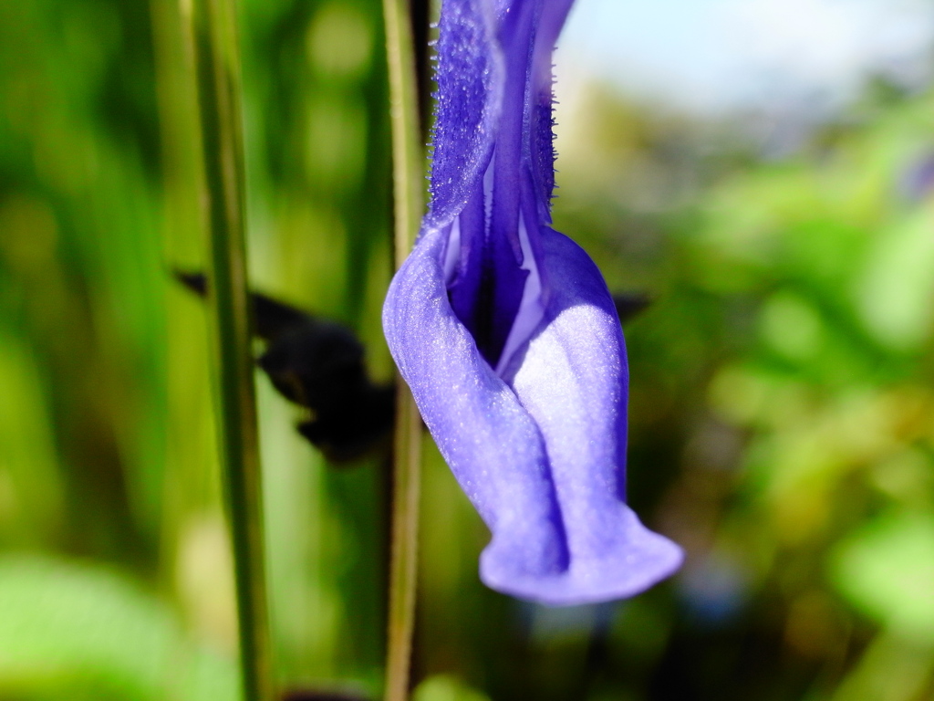 9月の花壇 (5)