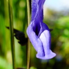9月の花壇 (5)