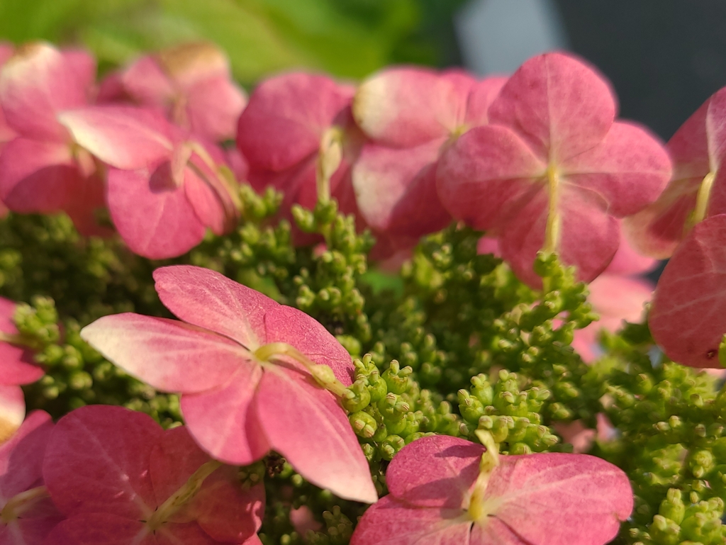 紅の紫陽花（１）